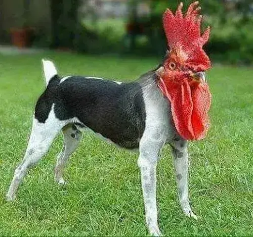 Ảnh chế loài nhỏ đáng mến liên hệ cử chỉ vụng về.