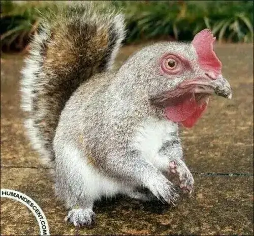 Gấu mèo ngồi thu mình mang nét cô đơn mơ hồ.