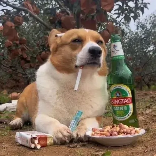 Cú lùn phồng má kiểu tủi thân đáng thương.