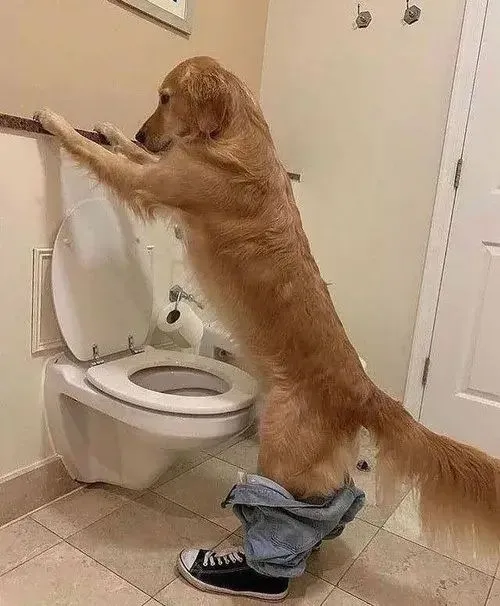 Cáo fennec khoanh tay trông rất ngầu bất cần.