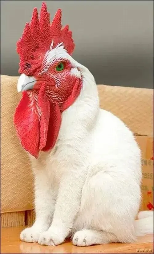 Chó Doberman cầm đạo cụ tạo vibe cầm súng ngầu lòi.