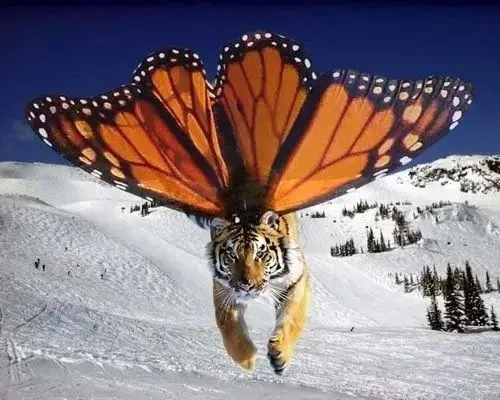 Chim cánh cụt dang tay như muốn cố lên cổ vũ.