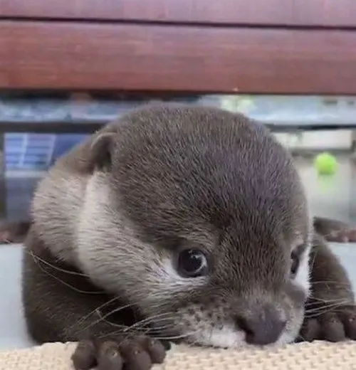 Hình troll con lửng nước gợi tiếng kêu ríu rít vang vui