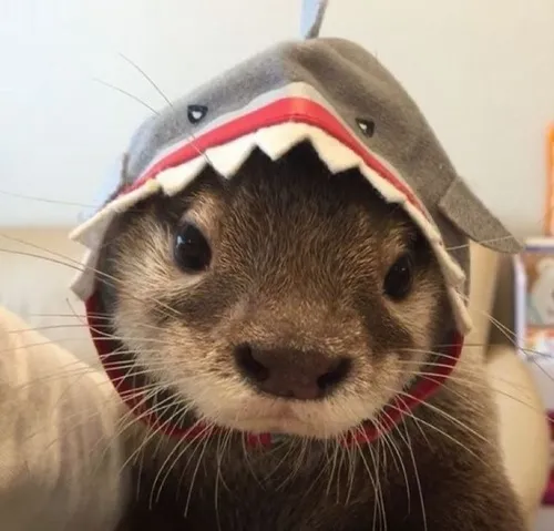 Meme rái cá bối rối: Biểu cảm ngơ ngác siêu dễ thương