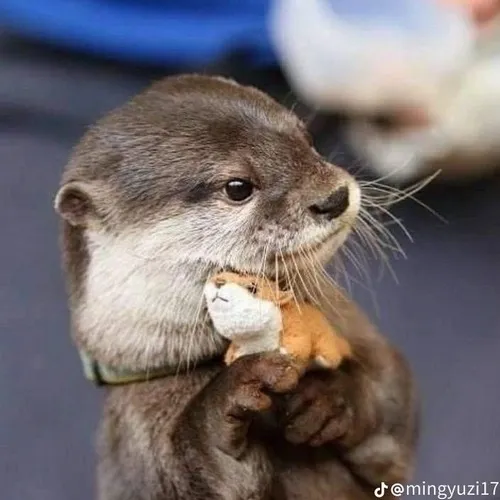 Rái cá meme cá tính: Phong thái “nhỏ mà có võ”