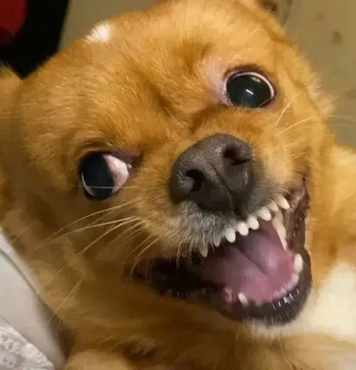 Meme chế táp mạnh gây phản ứng giật mình trong sân vườn