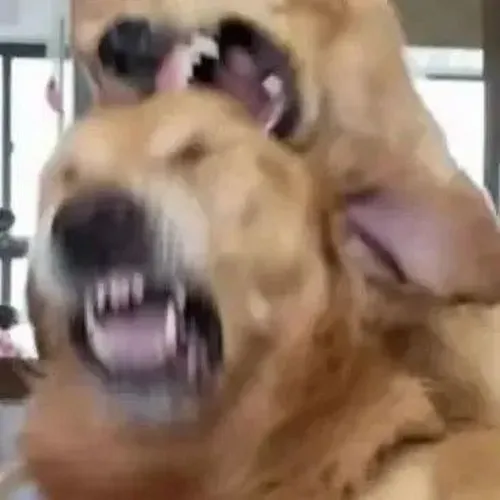 Meme chó táp hợp để mô phỏng cảm giác bị bạn thân chơi xỏ.