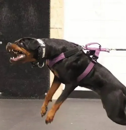 Khoảnh khắc ngoạm nhẹ nhưng gây cú giật tóc đầy vui