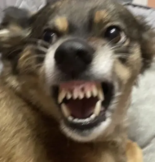 Ảnh chế đớp nhanh làm chủ nhà phản xạ né đầy cảnh giác