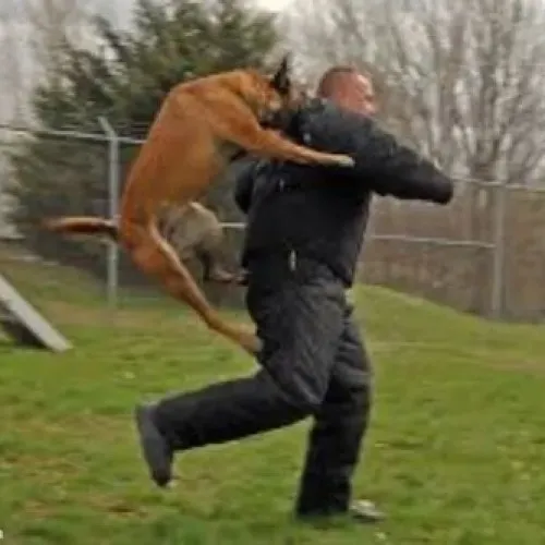 Meme chó cắn biểu cảm đau xen chút nhìn tròn xoe