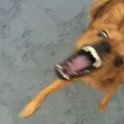 Sử dụng meme chó cắn khi muốn mô tả phản ứng bất ngờ đến mức đứng hình.