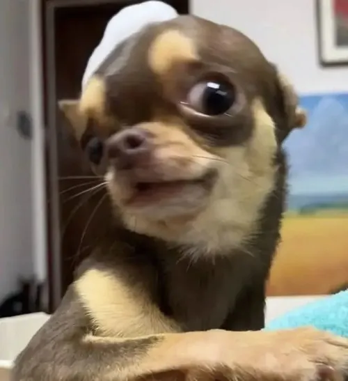 Meme chế ánh nhìn trách móc của Corgi nội tâm bối rối