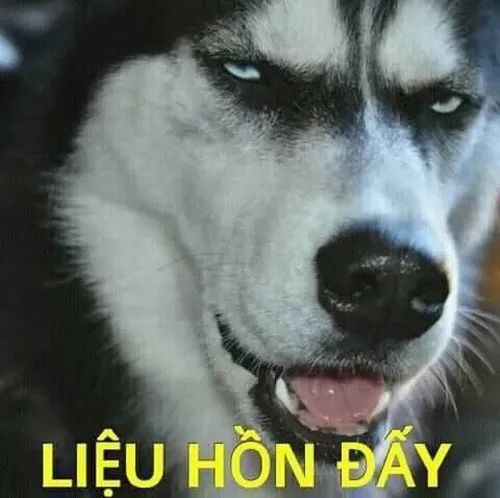 Meme chó lườm mặt quay đầu hờn mang nét biểu cảm lạnh
