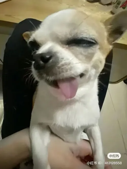 Hình troll liếc xéo Alaska ánh nhìn xét nét cực buồn cười