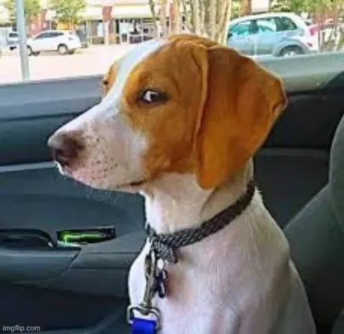 Ảnh troll ánh mắt trách móc Chihuahua biểu cảm nửa giận nửa bất cần