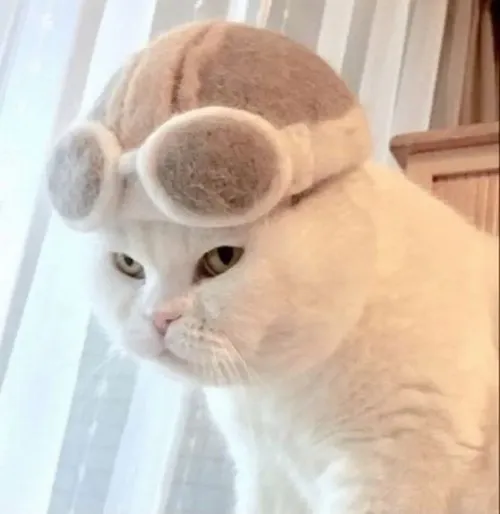 Meme hài chó lườm nghiêng mặt biểu cảm lạnh mang ẩn ý soi xét