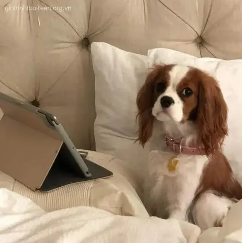 Hình chế meme vui liếc xéo phản ứng thụ động nhưng sắc thái căng