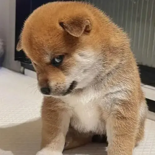 44 Meme Chó Lườm/Liếc Mắt cực cháy cảm giác bất mãn không nói thành lời