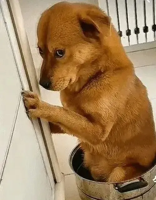 Ảnh troll ánh nhìn trách móc như cảm giác bị quấy rầy