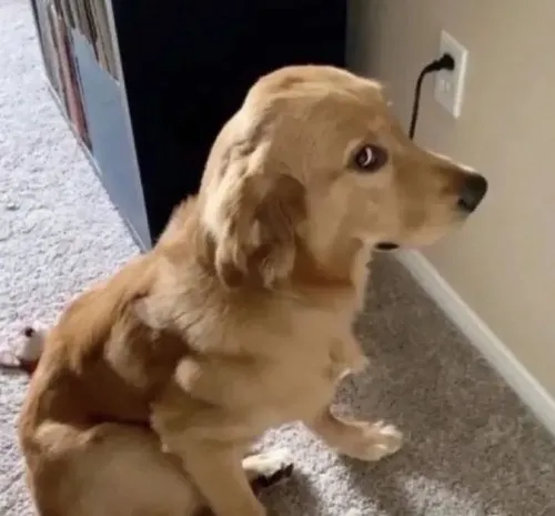 Meme hài chó lườm nguýt hướng mặt quay sang nghiêng đầy hờn