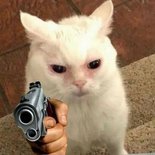 Hình meme hài bé Shiba nghiêng đầu quan sát thân súng