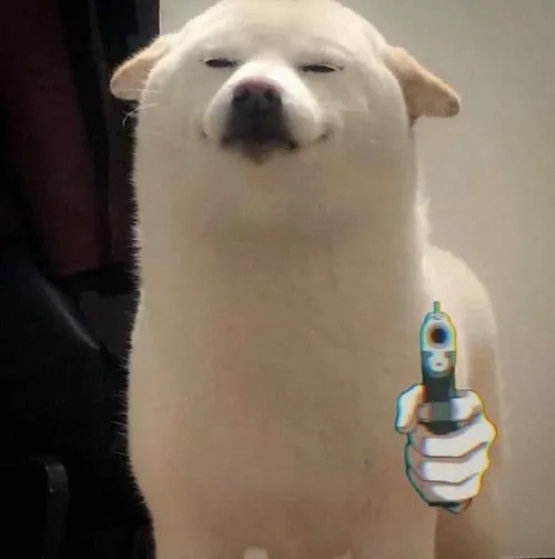 Hình troll Shiba đặt súng sát mõm như đang kiểm tra