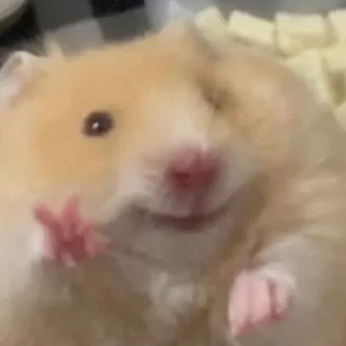 Meme chuột Hamster cười nháy mắt tinh quái gợi khoảnh khắc troll