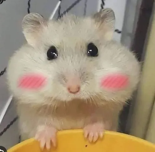 Khoảnh khắc chuột tinh nghịch hé răng cửa gợi tình huống hài