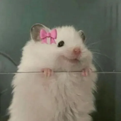 Khi cao trào hài hước xuất hiện nhờ biểu cảm chuột cười đầy ẩn ý