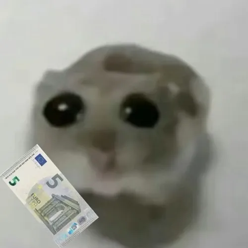 Chuột meme vui nhộn: Hình vừa nhìn đã muốn share ngay