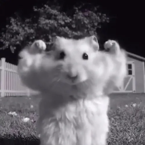 Meme chuột ngây thơ mở to mắt nhỏ long lanh vô cùng.