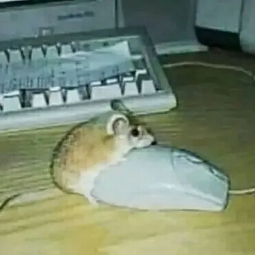 Meme chuột xem thường liếc nhẹ tạo cảm giác quyền lực tí hon.