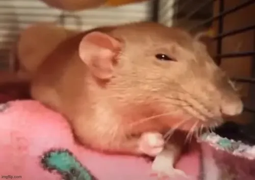 Meme chuột giật mình ngó nghiêng trong hang tối tối khiến ai cũng cười.