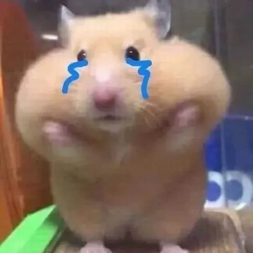 Ảnh chế con chuột buồn nép trong góc nhỏ với bộ lông xám xù.