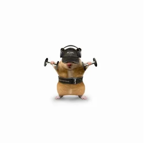 Meme con chuột bung xõa: Biểu cảm cực mặn cho mọi mood