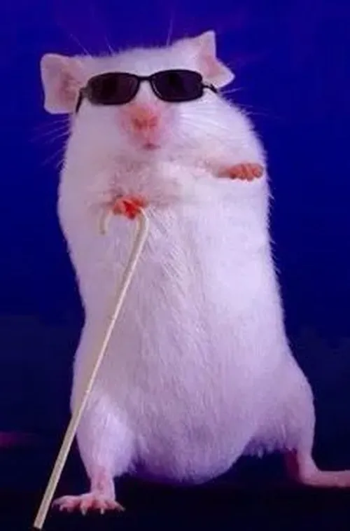 Ảnh chuột kinh sợ nép chặt góc tường trong run rẩy nhẹ.