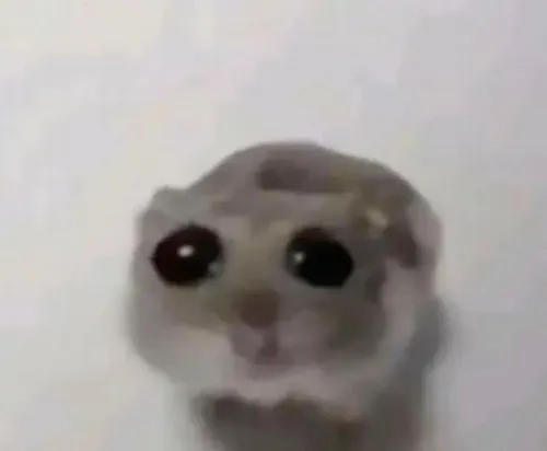 Meme con chuột: Bộ ảnh lầy lội khiến ai xem cũng bật cười