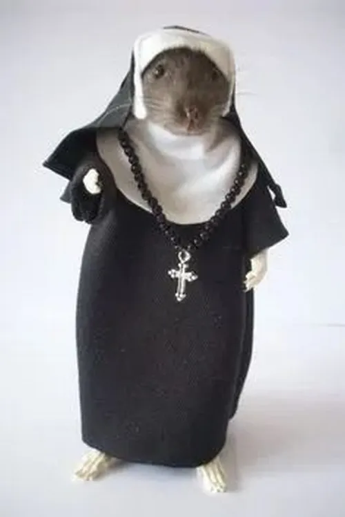 Meme chuột bó tay giơ hai vuốt nhỏ buông xuôi cực buồn cười.