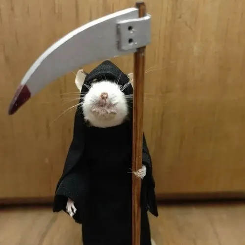 Ảnh chuột thở dài thả râu dài rũ xuống nhìn rất ngao ngán.