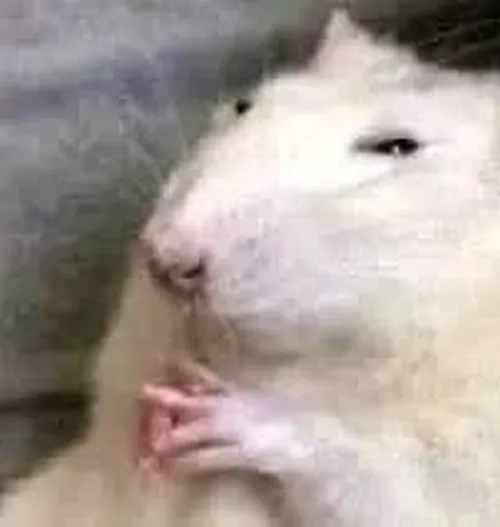 Ảnh chuột sợ hãi co chân thu đuôi tạo nét nhỏ bé thương.