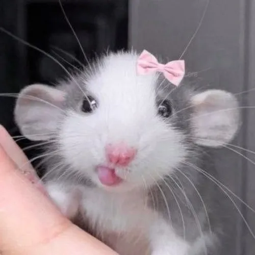 Ảnh chuột từ chối quay đầu bỏ đi trong dáng lạch bạch.