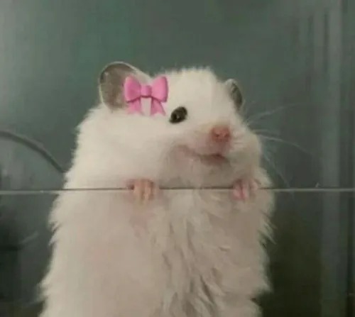 Meme chuột cà khịa: Cú troll nhẹ mà thấm đậm tinh thần vui