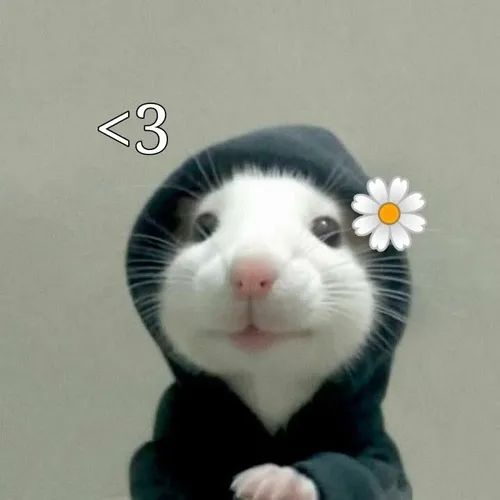 Meme chuột láo lỉnh: Loạt khoảnh khắc “nghịch như quỷ nhỏ”