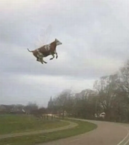 Meme con bò ngơ ngác giữa thảm cỏ xanh với đôi mắt tròn hiền.