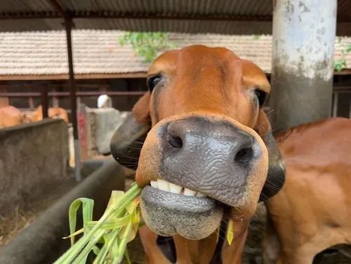 Ảnh hài nghé con lắc đầu tinh nghịch trước tiếng leng keng.