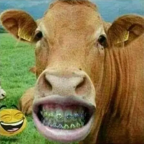 Khoảnh khắc loài nhai lại nép bên hàng rào gỗ phả vibe dễ thương.