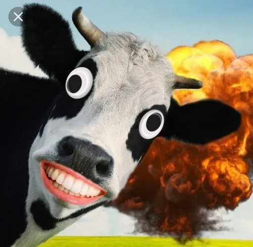 Ảnh troll con nghé cười nhe răng trước nắng sớm hiền hòa.