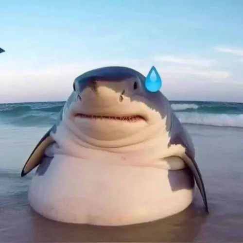 Ảnh hài cá mòi tròn người như phản ứng quá đà.