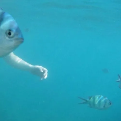 Khi cảm xúc khó thốt lời thì cá trố gương lên tiếng thay bạn