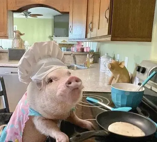 Ảnh meme vui con heo ngầu, đứng bụng tròn đầy khí chất.